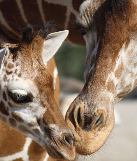 zoo